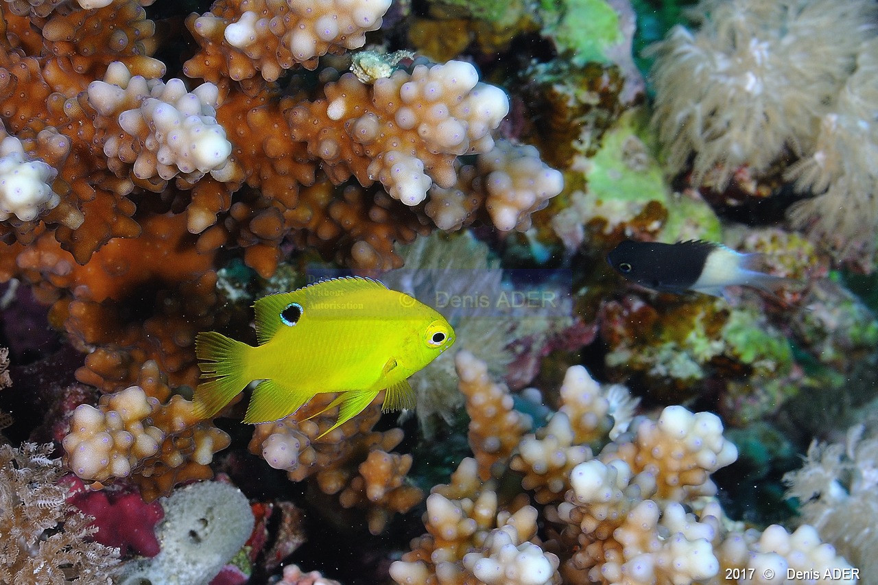 Pomacentrus sulfureus juv-Chromis dimidiata demoiselle blanche et noire Safaga Tobia harba-14m-20171121-Denis-ADER-DSC_3314_tn.jpg